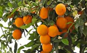 Orange orchard tour